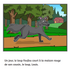 Le loup Foufou a mal - Reader